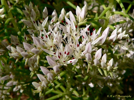 {Sedum pulchellum}